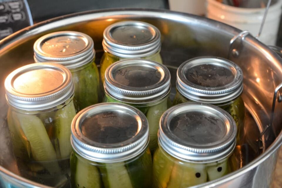 Garlic Dill Pickles Recipe and Canning Adventures of a Nurse